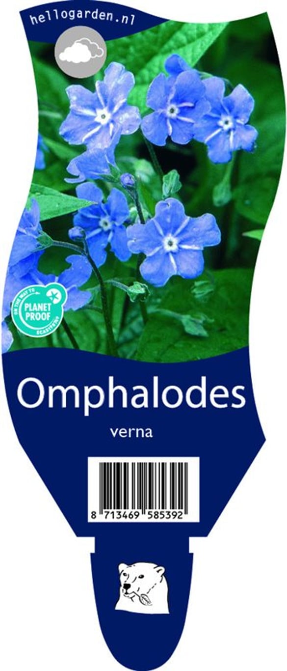 Omphalodes verna - P11